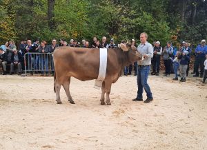 Rinderchampion OB_Udo Urgenta_Vogel Reto Schpfheim